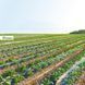 Плівка для мульчування без отворів, 0,8м х 50м, 15 мкм., чорний, AK-MFG1150800050BB