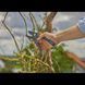 Секатор Gardena PremiumCut Pro dry wood с наковаленкой 24 мм
