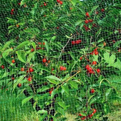 Сетка защитная, от птиц для деревьев кустов BIRD NET, 7 г/м&sup2;, 5х10м, Польша 1354281083 фото