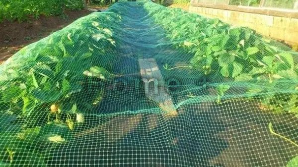 Сетка защитная, от птиц для деревьев кустов BIRD NET, 7 г/м&sup2;, 8х8м, Польша 1354281084 фото