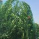 Сетка защитная, от птиц для деревьев кустов BIRD NET, 7 г/м&sup2;, 8х8м, Польша