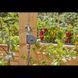 Таймер подачи воды Gardena Easy