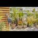 Таймер подачи воды Gardena Easy Plus