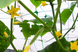 Сетка обойная натяжная, для вьющихся растений PLANT NET, 8 г/м², 15x17см, 2x10м, AS-CN08151720010 Польша
